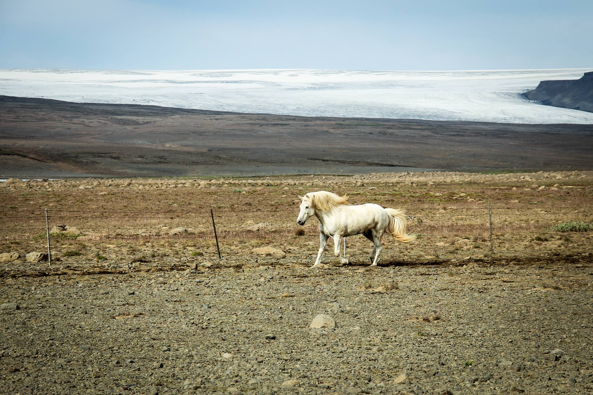 Icelandic horse treking in the Highlands