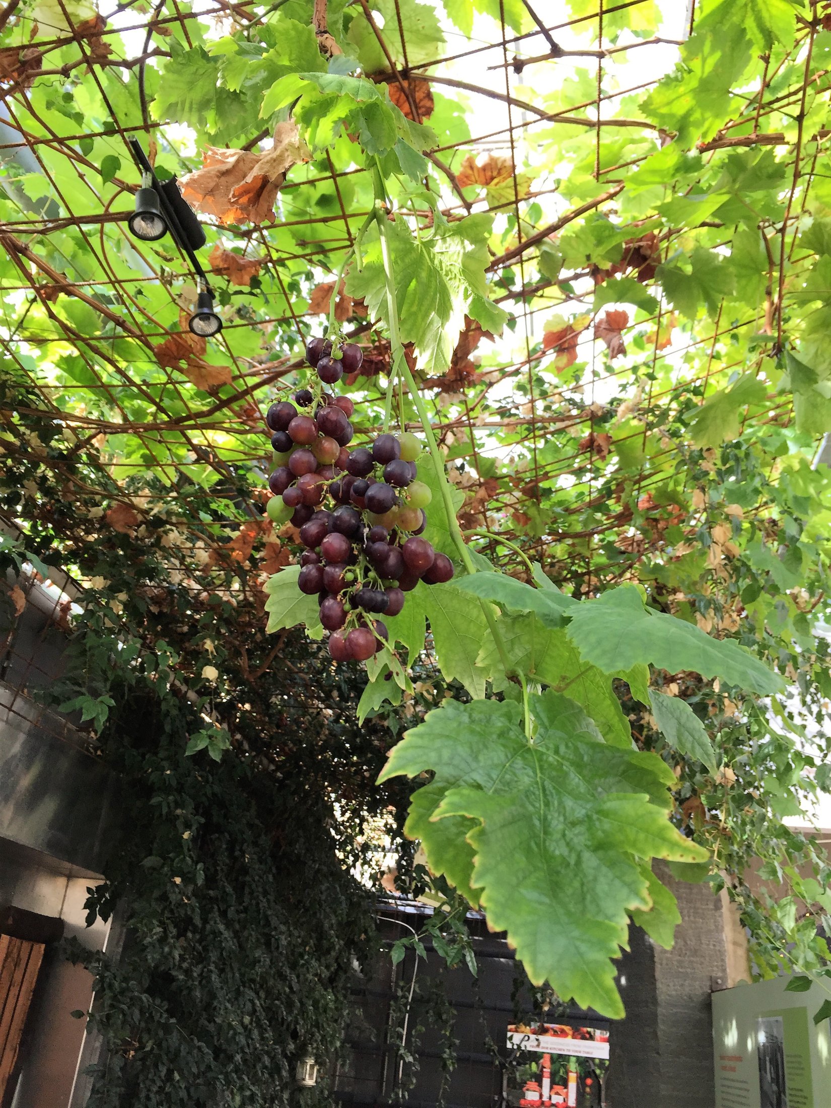 Grapes at Friðheimar