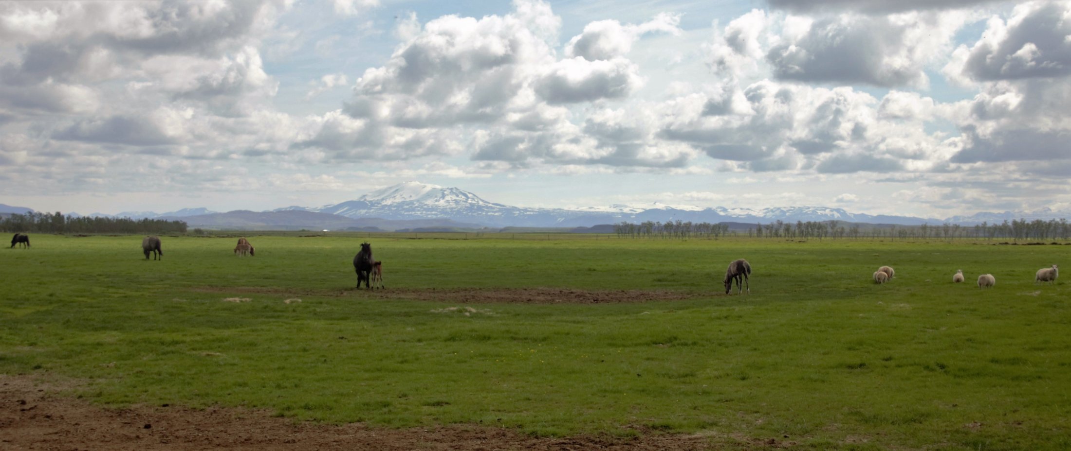 Horses and sheep and Hekla Volcano