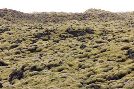Moss covered lavafield