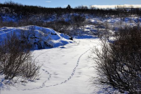 Who goes there? Arctic fox tracks in the snow