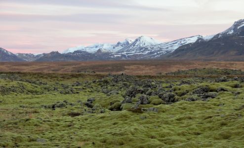 Moss clad lava fields