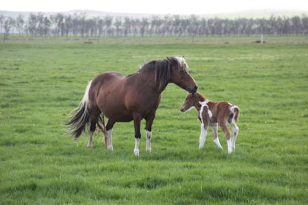 Horse and foal